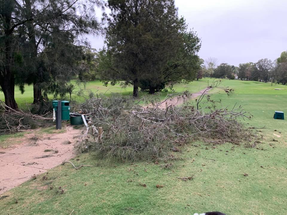 tree down.jpg