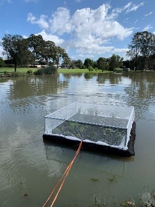 Grant funded wetlands.jpg