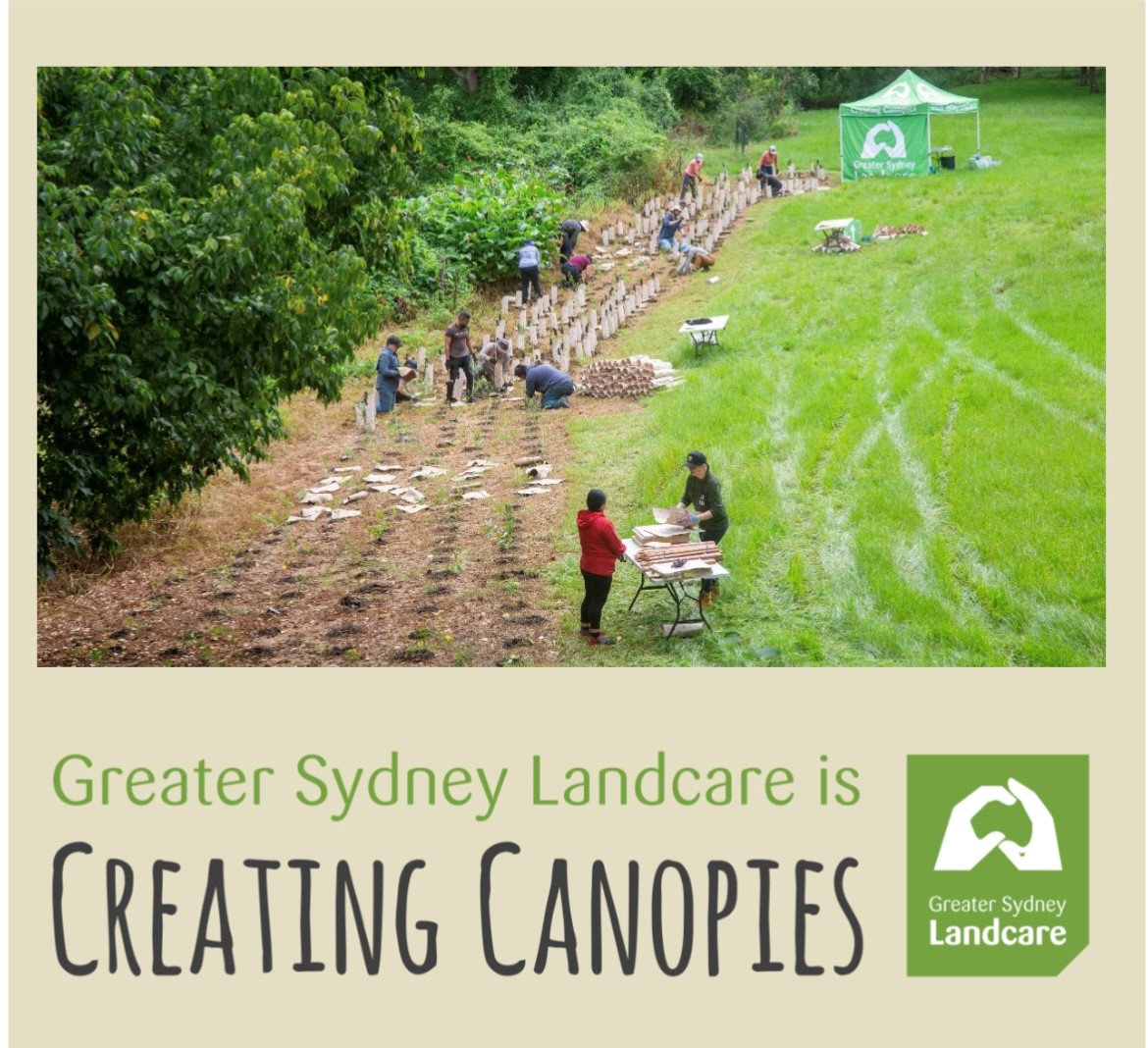 Greater Sydney Landcare is Creating Canopies - April Edition