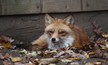 Course Managers Update - Around the Greens in August 2020