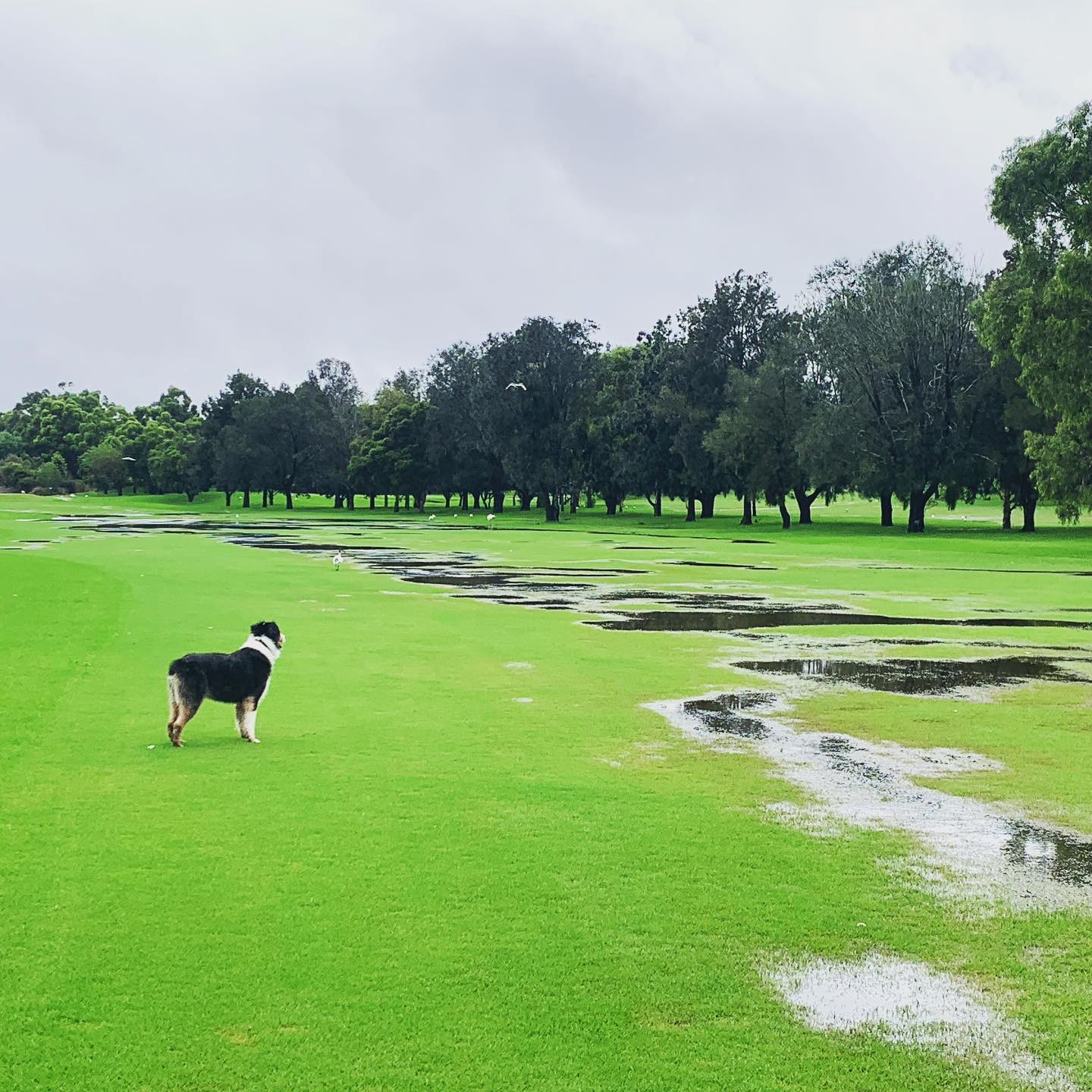 Course Managers Report - Around the Greens in March 2022