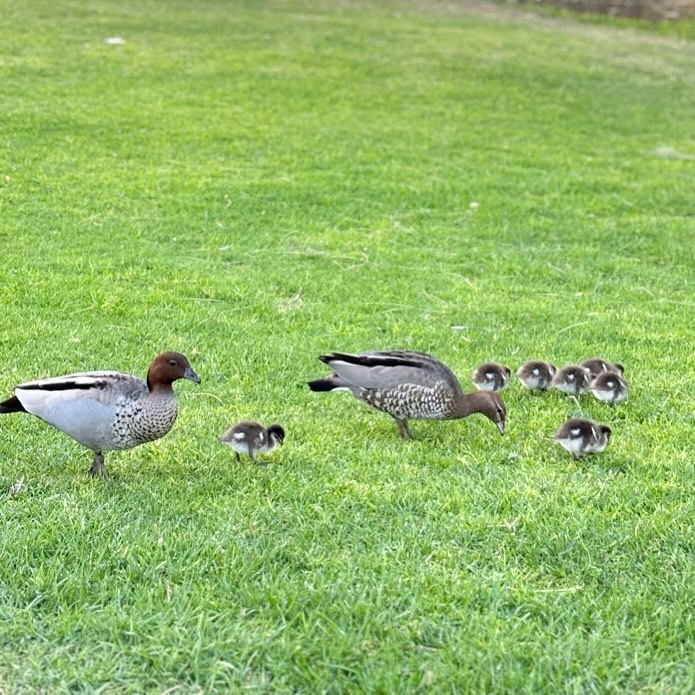 Course Managers Update - Around the Greens in June 2025
