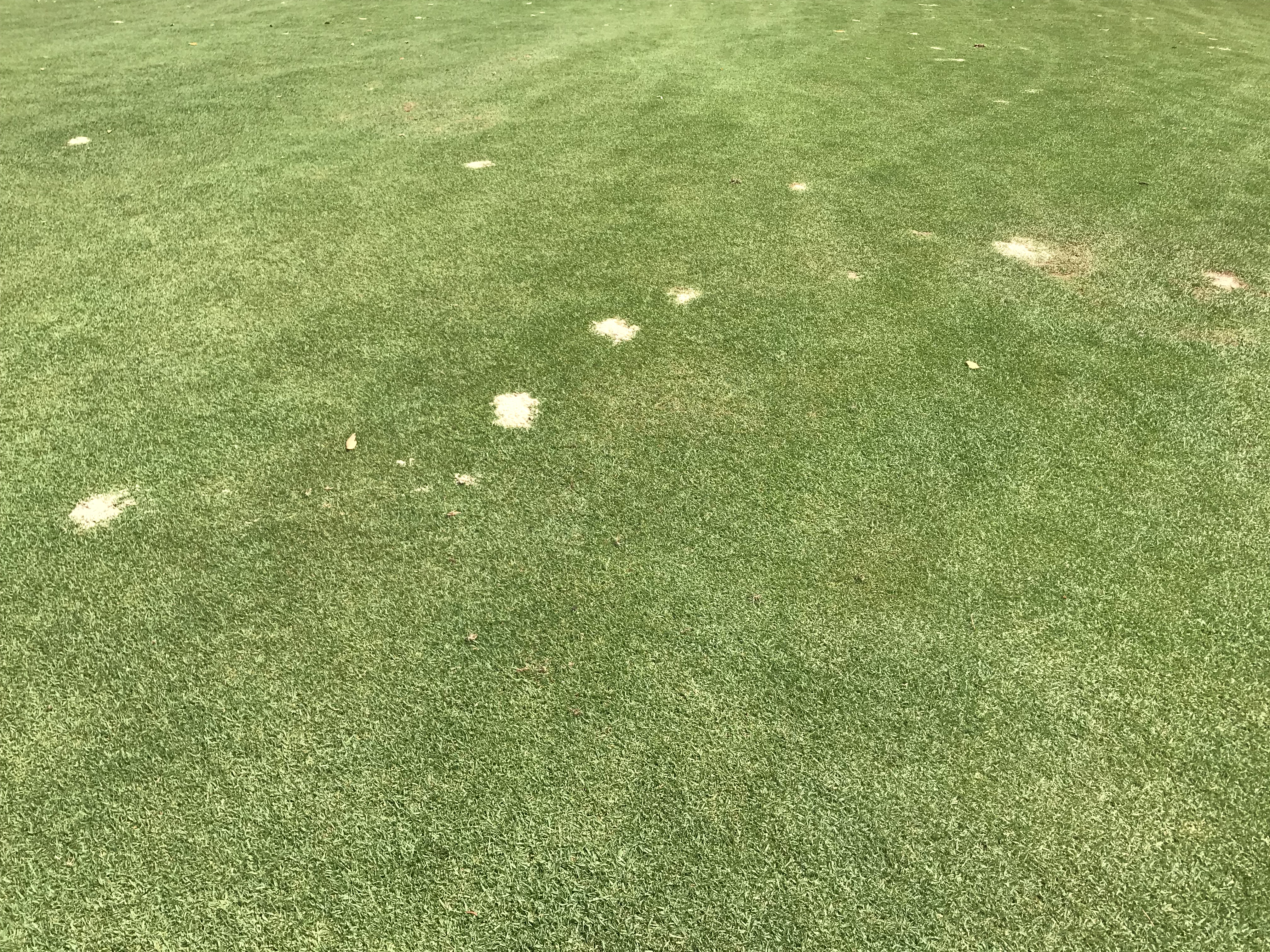 Course Managers Update - Around the Greens in January