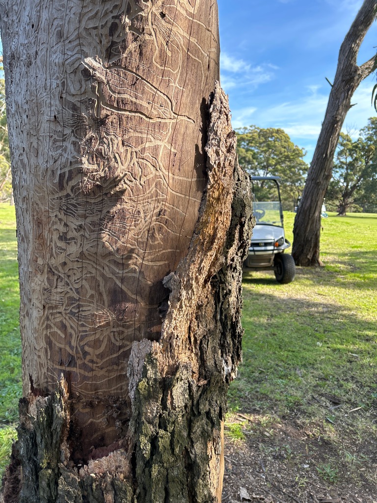 Course Managers Update - Around the Greens in August 2024